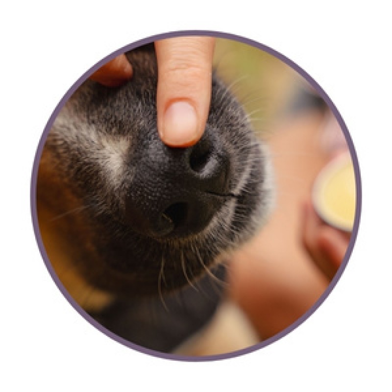 Dog paw balms