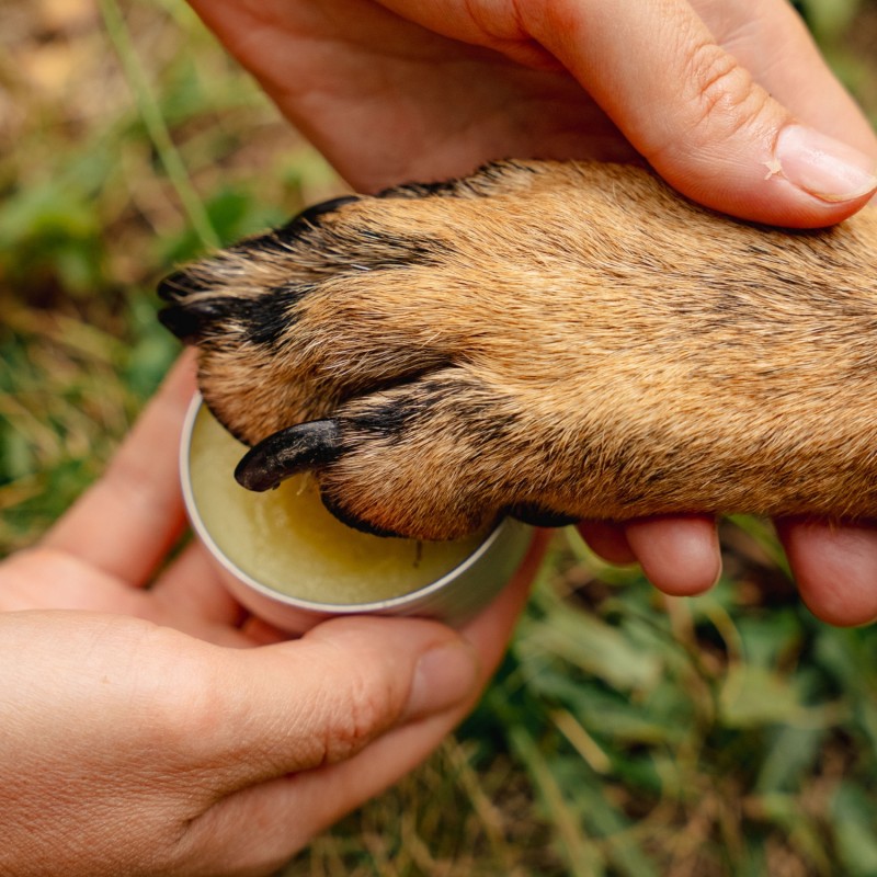 Regenerating Dog Paw balm with Calendula - 40ml