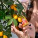 6x Pack DOZZA Energy Spicy Orange Energy shot - 60ml - Benepura.com 6x Pack DOZZA Energy Spicy Orange Energy shot - 60ml