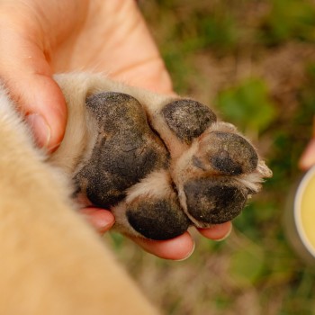 Dry and cracked paws