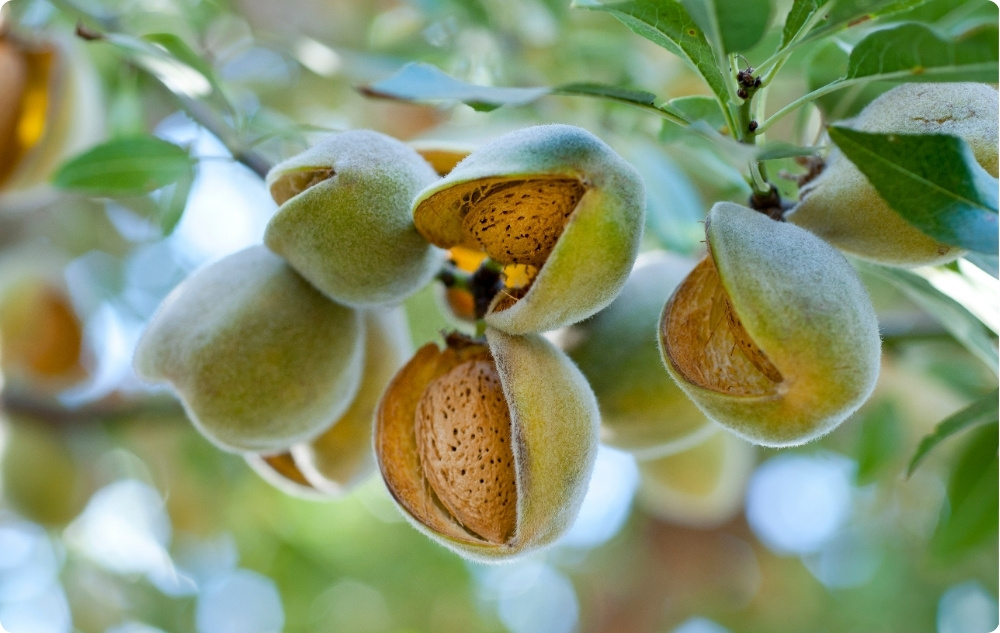 What does Almond Carrier oil help with?