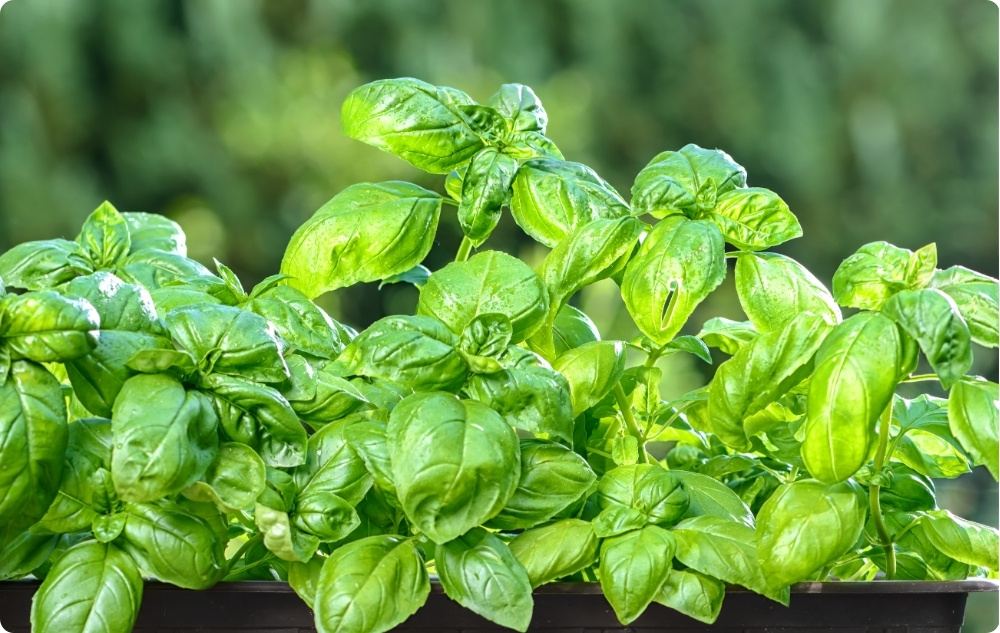 What does Basil Essential oil help with?
