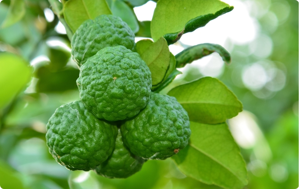 What does Bergamot Essential oil help wit