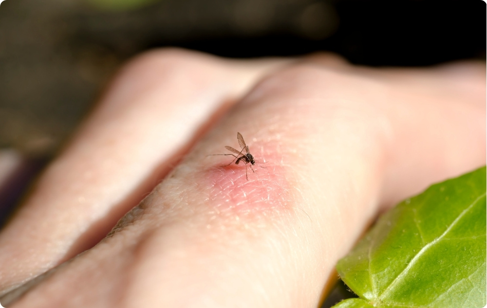 As an antiseptic oil for minor wounds, bites and inflammations
