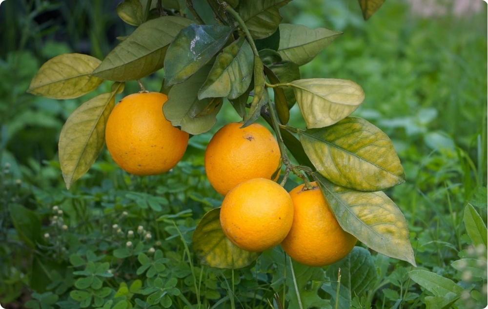 What does Clementine Essential oil help with?