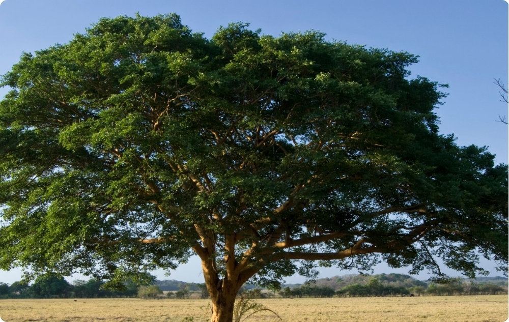 What does Copaiba Essential oil help with?