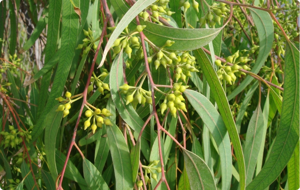 What does Eucalyptus Citriodora Essential oil help with?