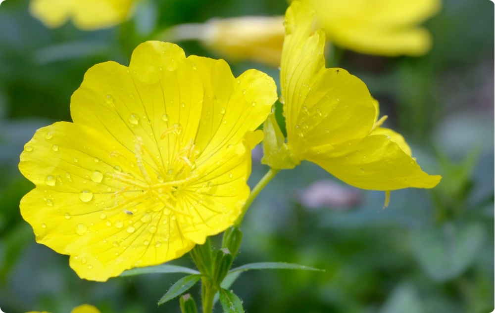 What does Evening Primrose Carrier oil help with?