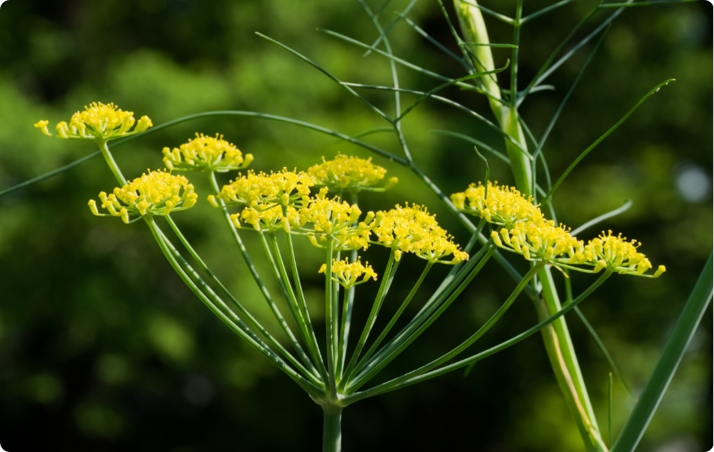 What does Fennel Essential oil help with?