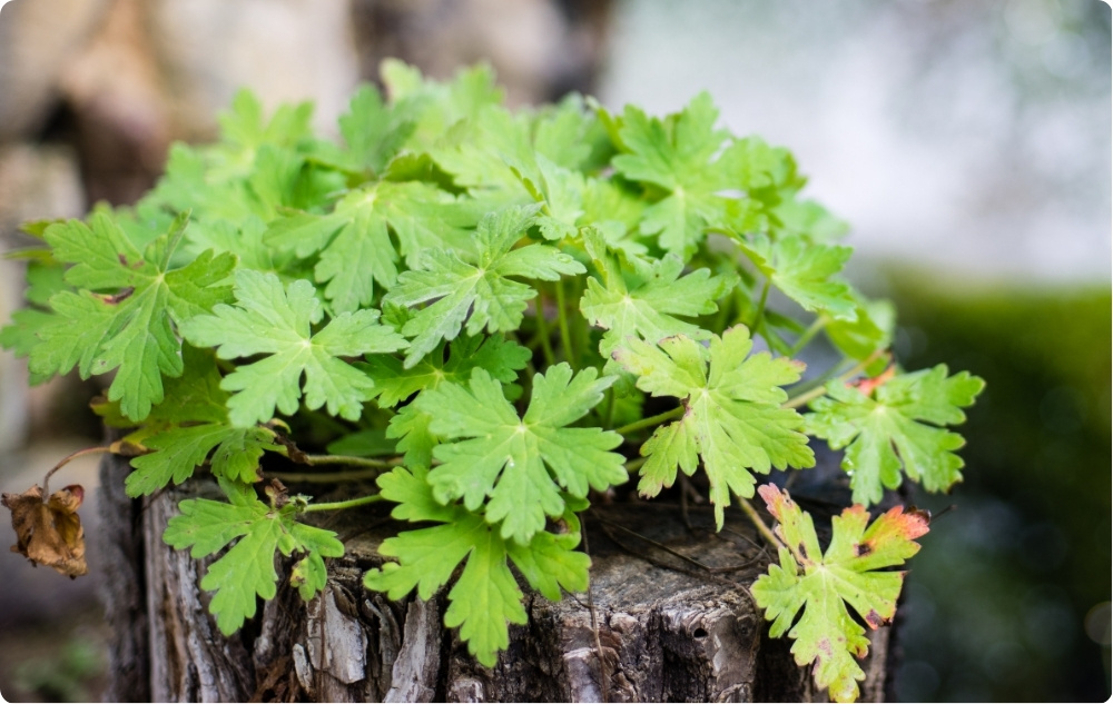 What does Geranium Essential oil help with?