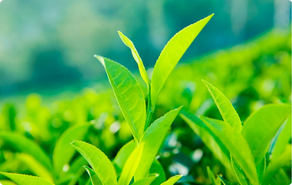 Green tea