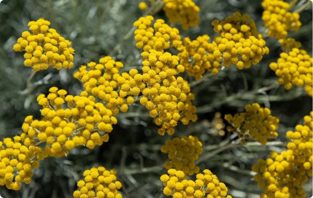 What does Helichrysum Essential oil help with?