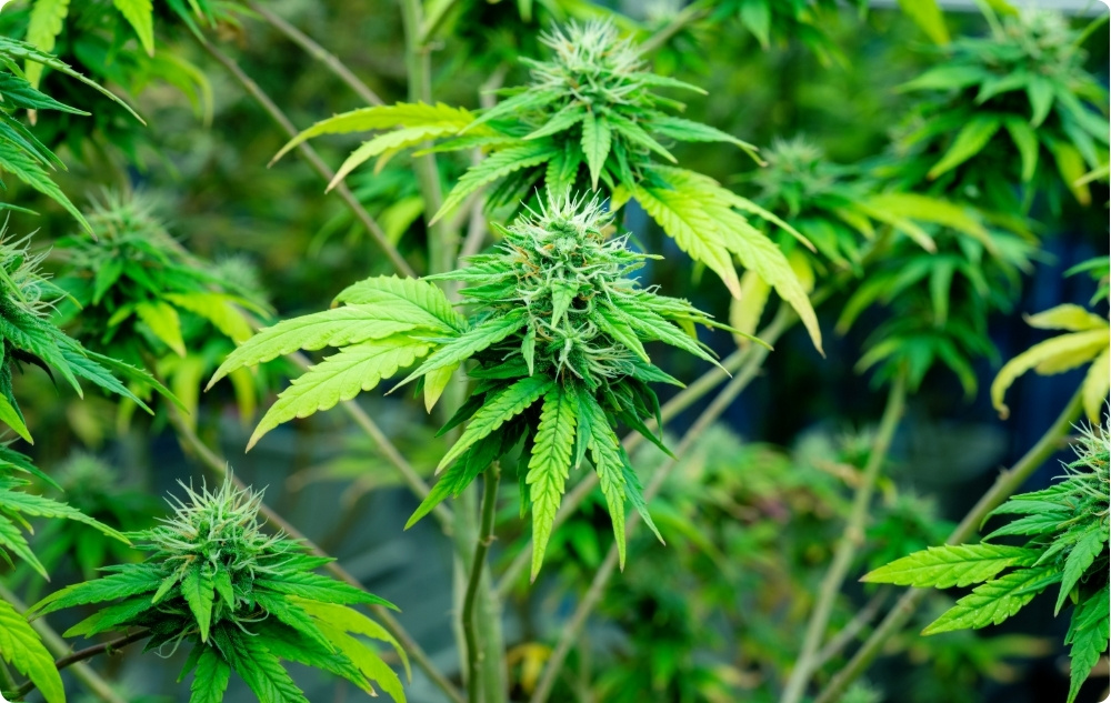 What does Hemp Seed Carrier oil help with?