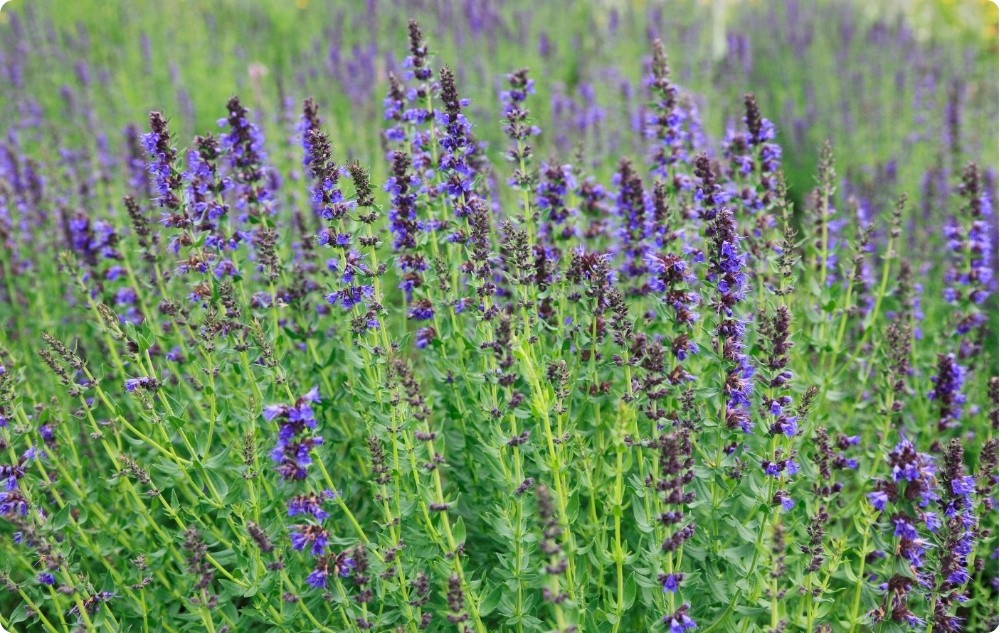 What does Hyssop Essential oil help with?
