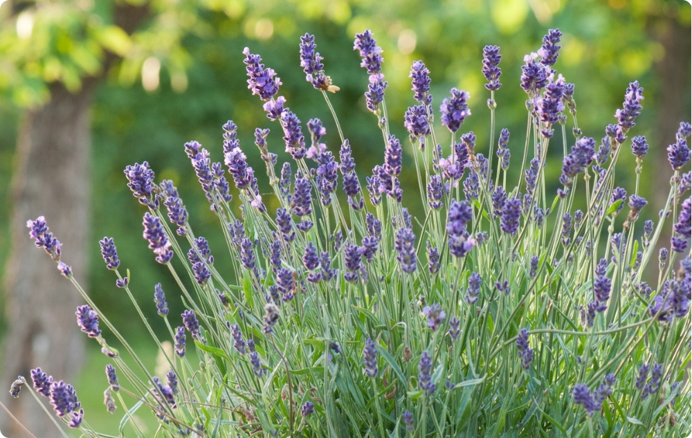 What does Lavender Essential oil help with?