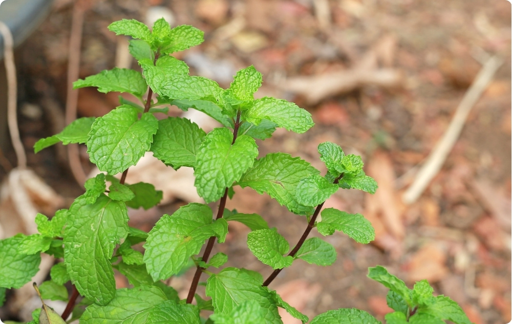 What does Lemon Balm Floral water help with?