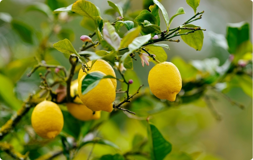 What does Lemon Essential oil help with?
