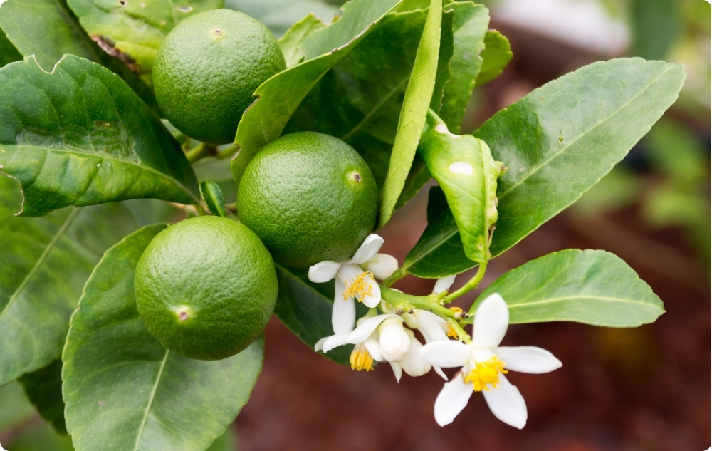 What does Lime Essential oil help with?