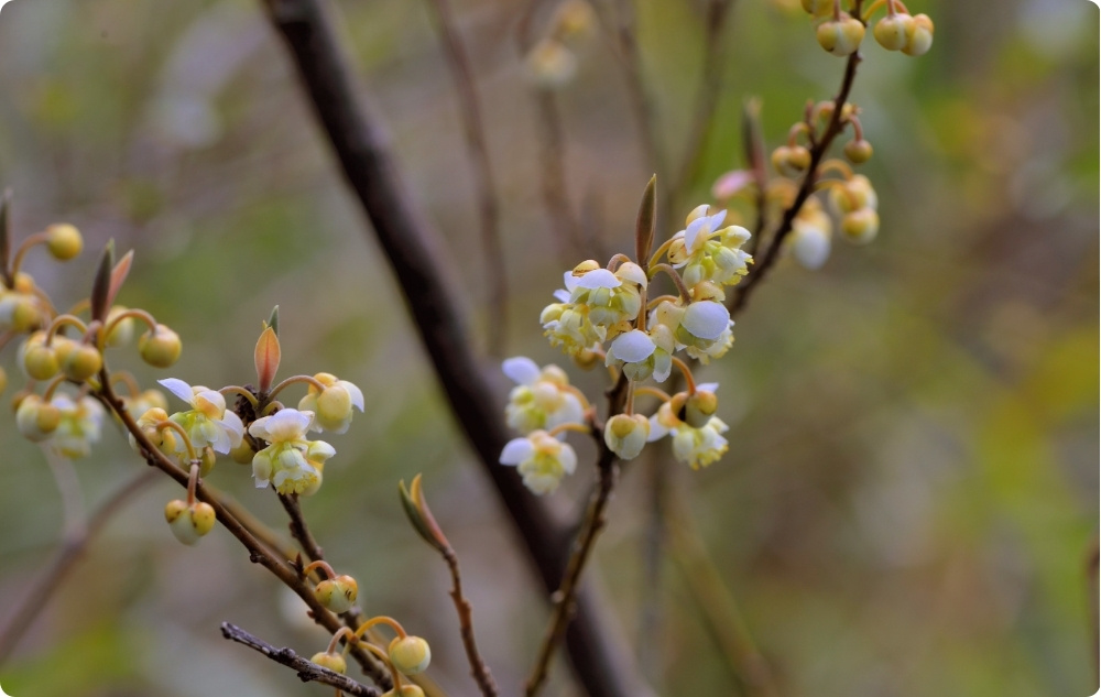 What does Litsea Cubeba Essential oil help with?