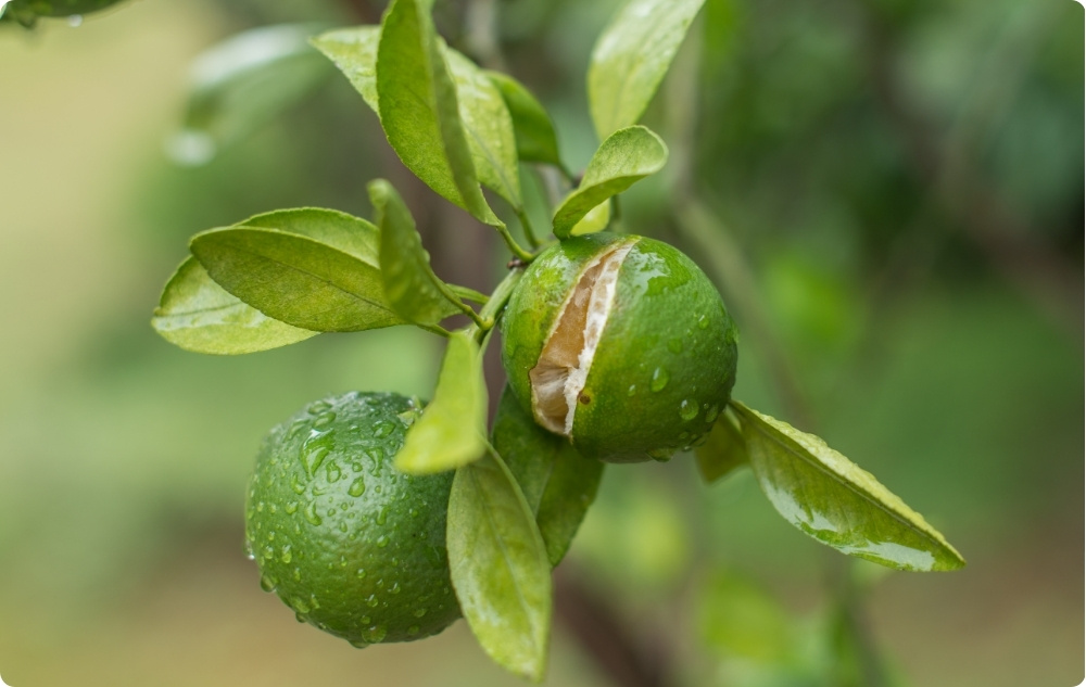 What does Mandarin Essential oil help with?