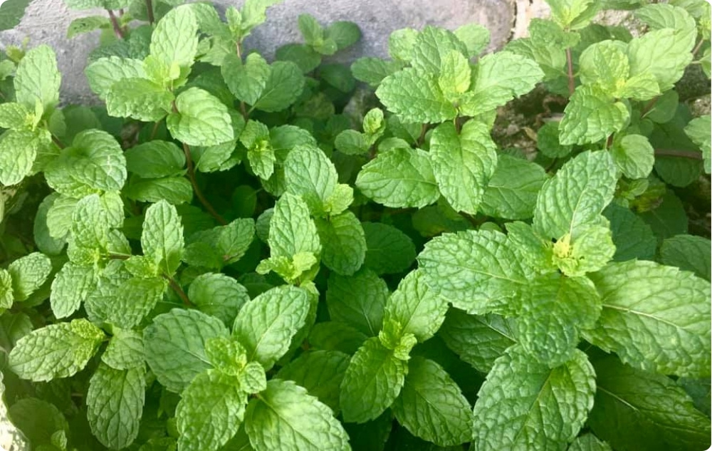 What does Wild Mint Essential oil help with?