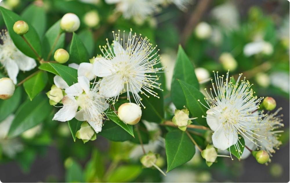 What does Myrtle Essential oil help with?