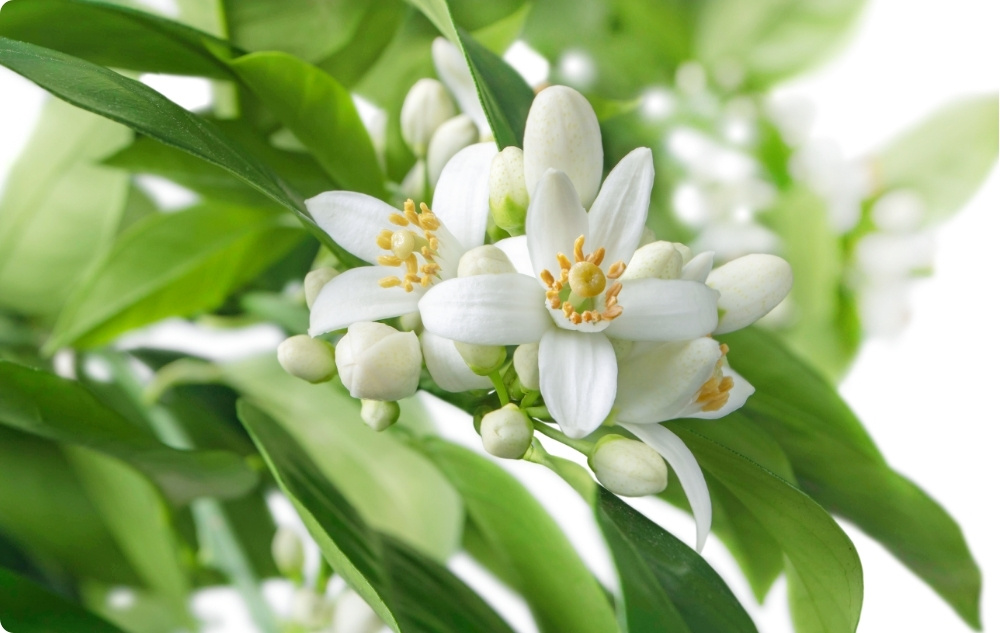 What does Neroli Essential oil help with?