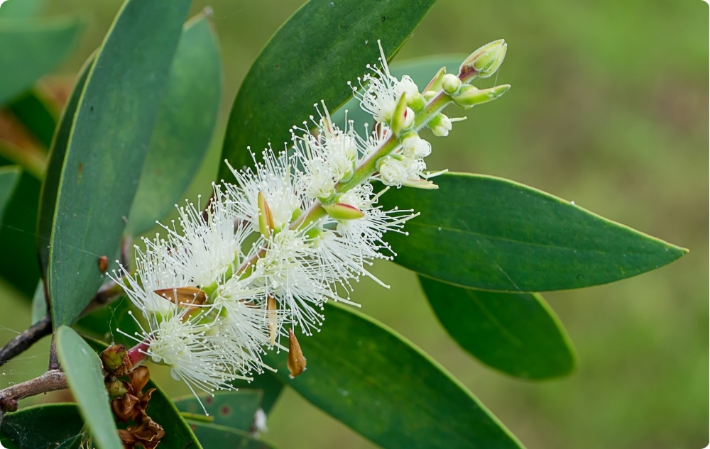What does Niaouli Essential oil help with?