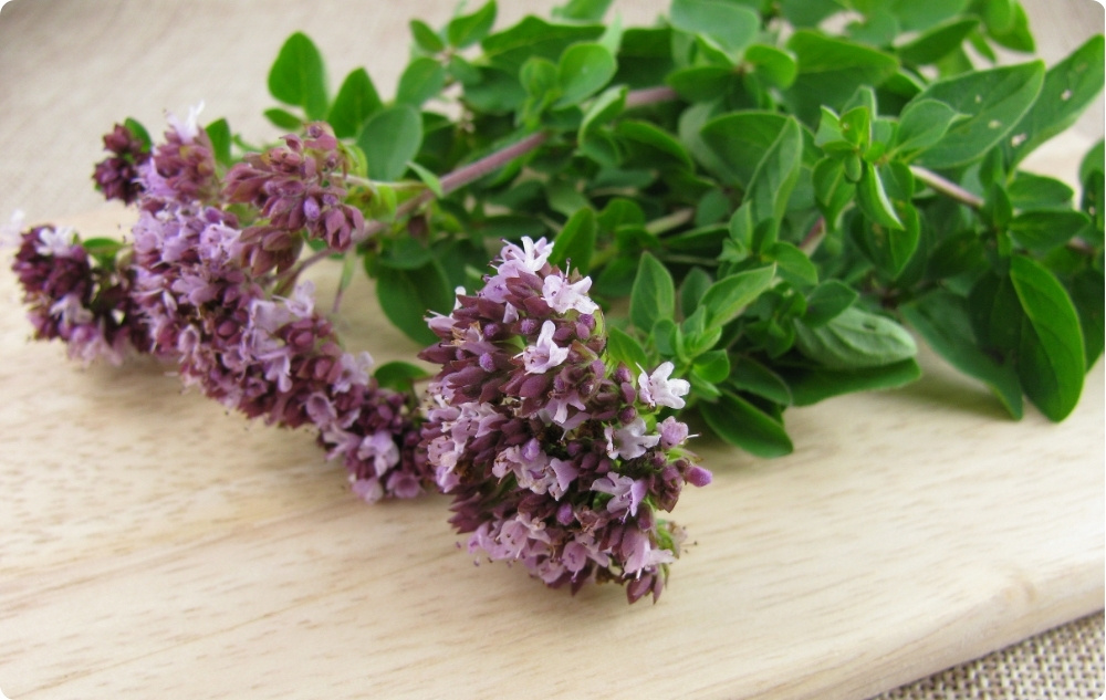 What does Oregano Essential oil help with?
