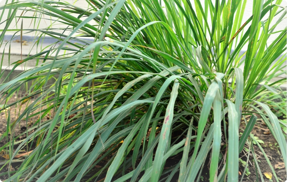 What does Palmarosa Essential oil help with?