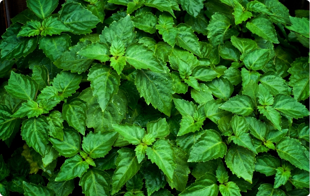 What does Patchouli Essential oil help with?