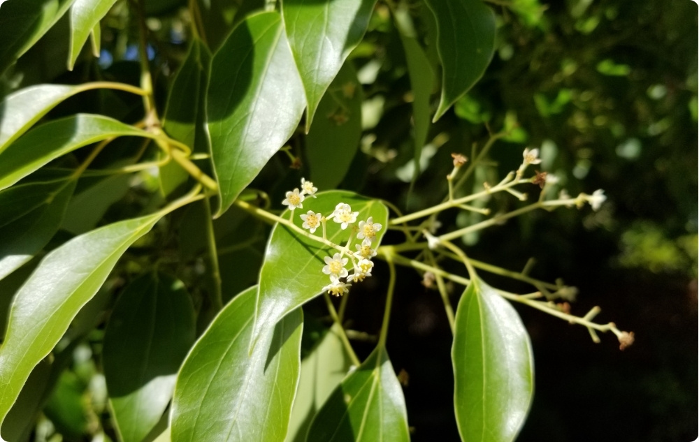 What does Ravintsara Essential oil help with?