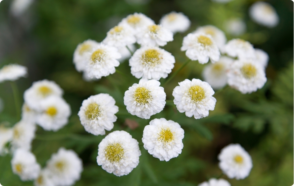 What does Roman Chamomile Floral water help with?