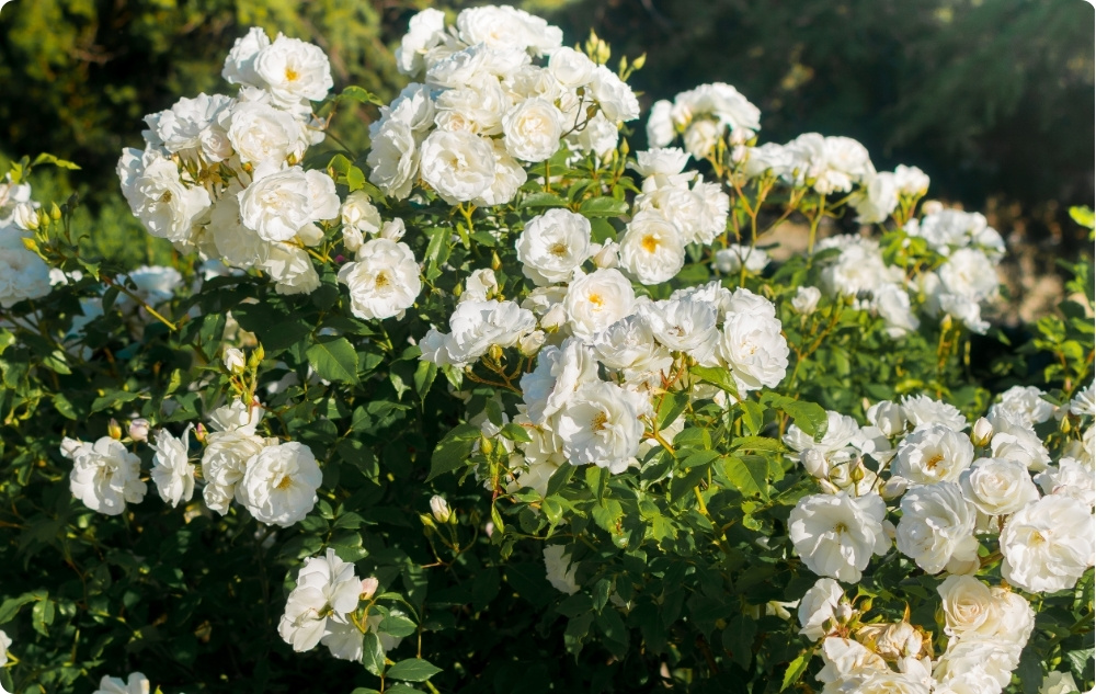 What does Rosa Alba Floral water help with?