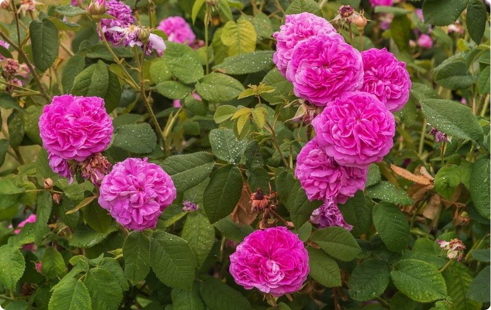 What does Rosa Damascena Floral water help with?