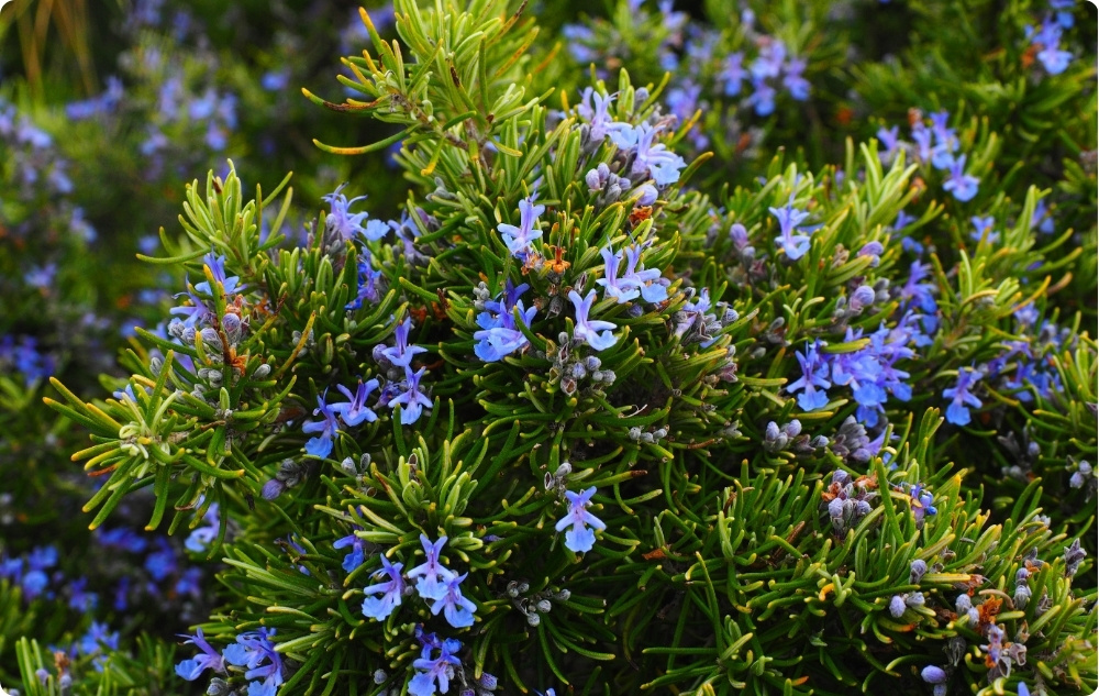What does Rosemary Camphor Essential oil help with?