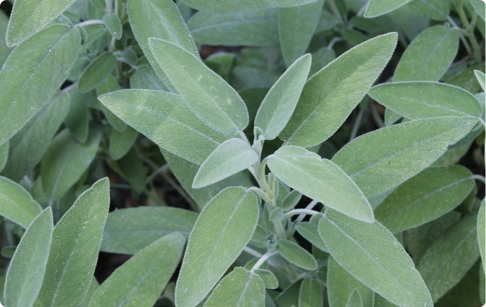 What does Sage Essential oil help with?