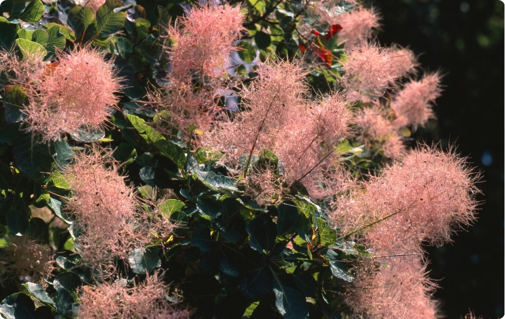 What does Smoke Tree Floral water help with?