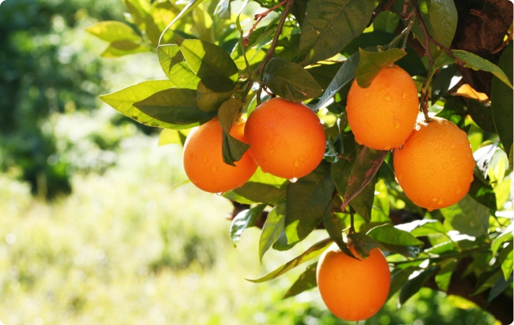 What does Sweet Orange Essential oil help with?