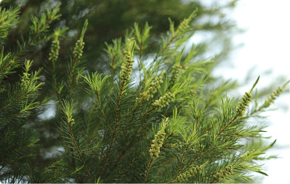 What does Tea Tree Essential oil help with?