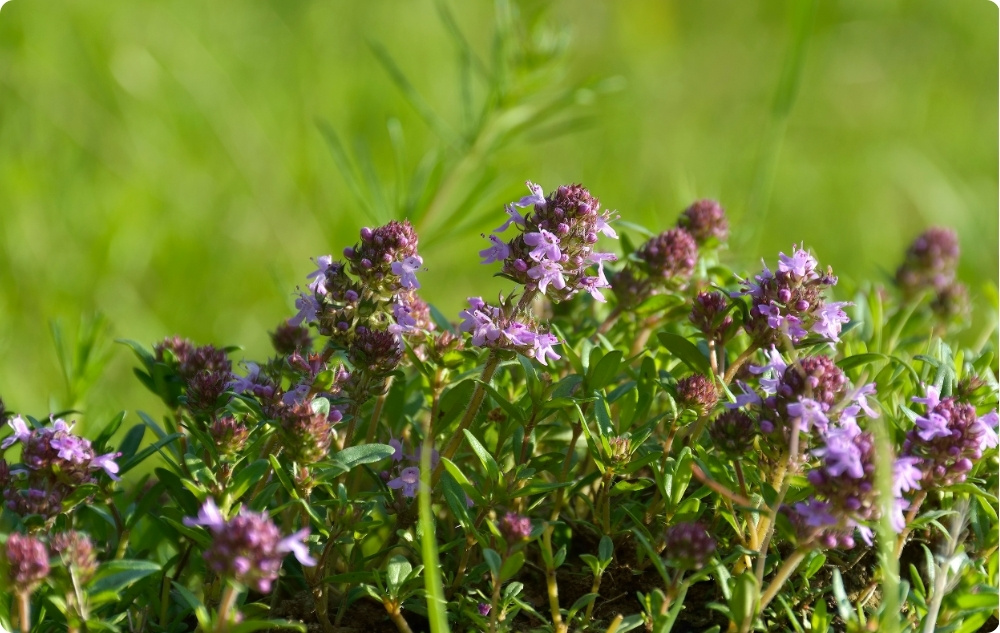 What does Thyme Linalool Essential oil help with?