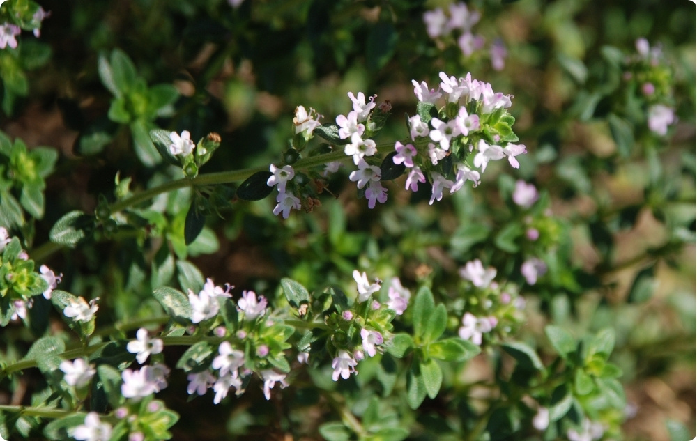 What does Thyme Thymol Essential oil help with?
