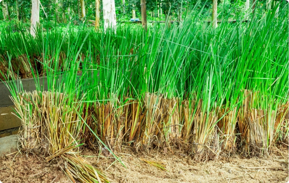 What does Vetiver Essential oil help with?