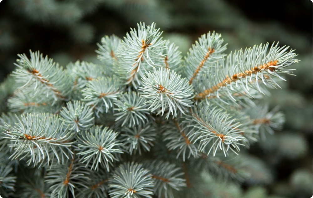 Why did we choose Sweet Almond, Pine and White Fir essential oils?