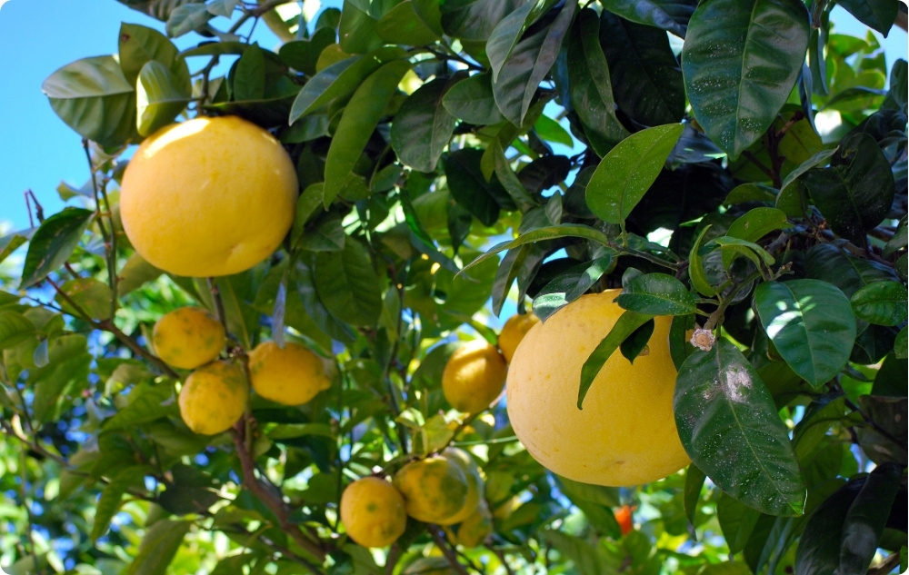 What does White Grapefruit Essential oil help with?