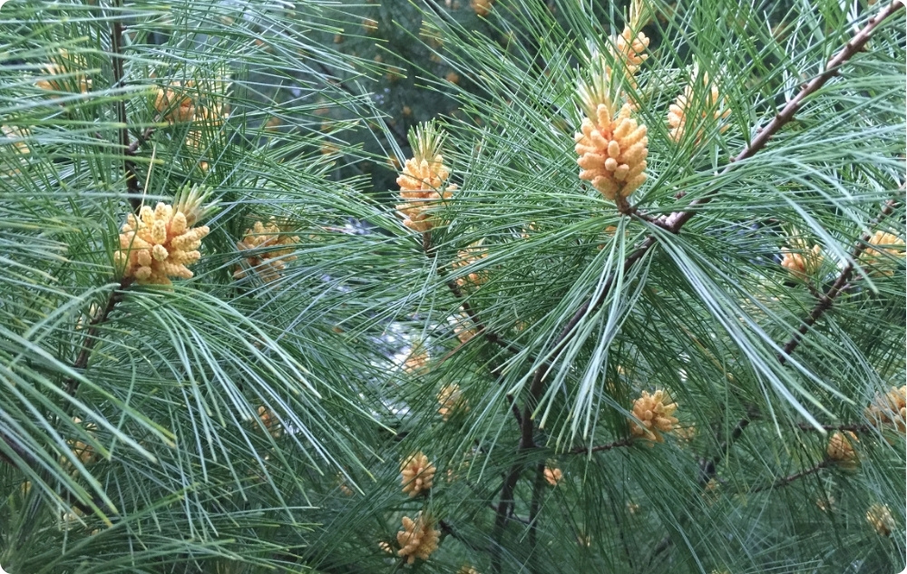 What does White Pine Essential oil help with?