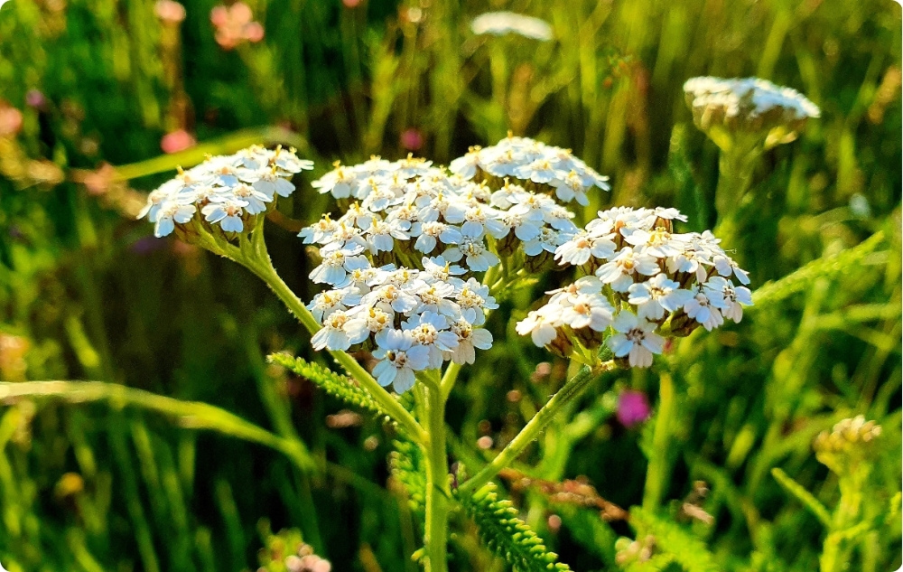 What does Yarrow Essential oil help with?