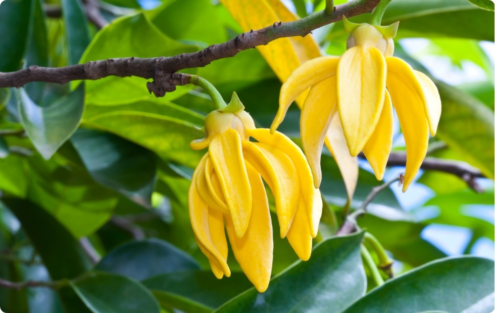 What does Ylang-ylang Essential oil help with?
