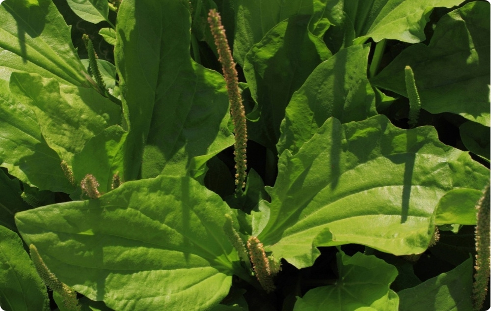 Anti irritation Pet balm with Plantain - 40ml